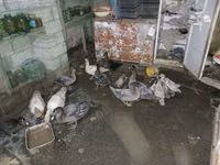 Ducks — foto 4