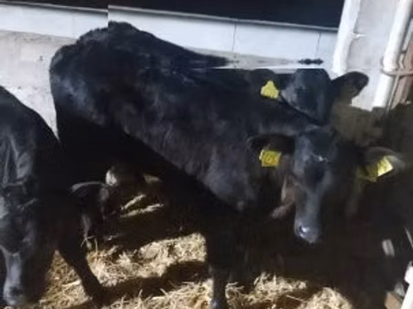Toro, Vaca Limousin
