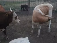 Lembu jantan, Simmental cattle — foto 1