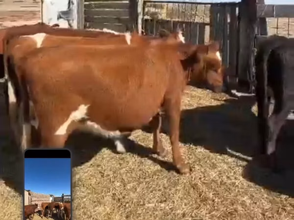 Vache, Bovins — Kazakhstan