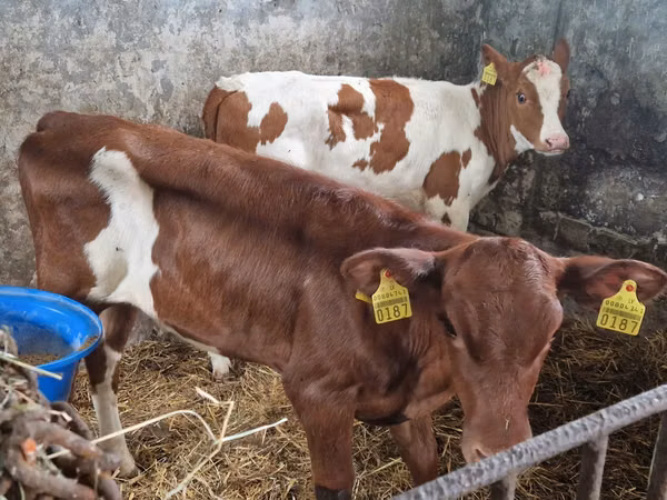 Cow, Cattle — Poland