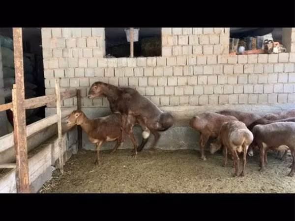 Ram, Hissar sheep — Uzbekistan