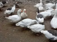 Geese — photo 5