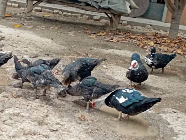 Turkeys — Uzbekistan