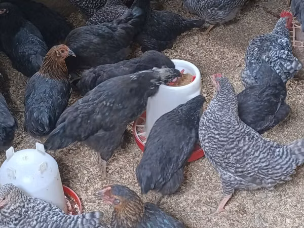 Australorp