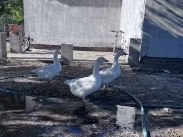 Geese — Ungarn