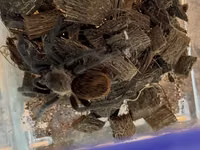 Məhsul: Seçmə tarantula balaları (sling) Növlər: - Brachypelma vagans — 照片 4