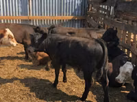 Banteng, Cattle — foto 7