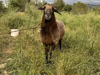 Ram, Sheep — photo 4