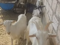 Goat, Goats — photo 4