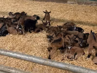 Ged, Alpine goat — foto 1