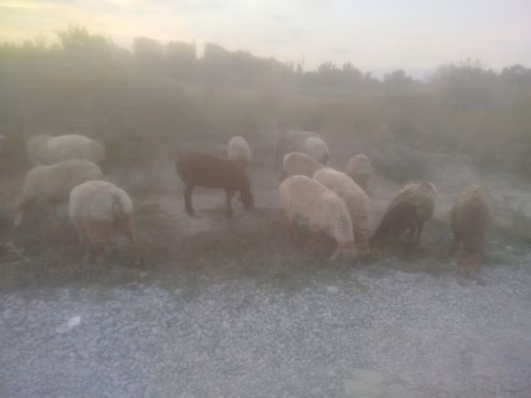 Sheep, Arashan sheep — Kyrgyzstan