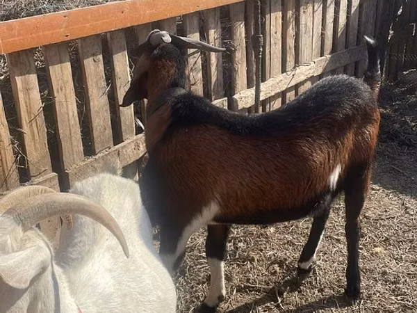 Billy Goat, Nubian Goat