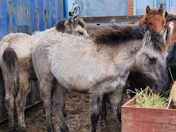 Horse (M), Horses