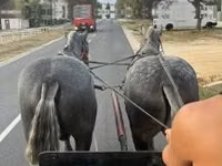 Horse (M), Percheron — photo 2