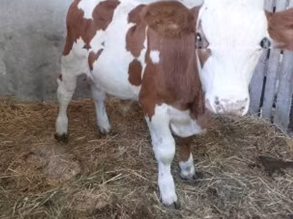Bull, Simmental cattle — Hungary