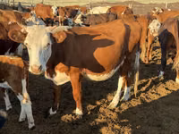 Cow, Latvian Blue cattle — photo 5