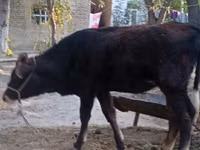 सांड, मवेशी — फ़ोटो 3