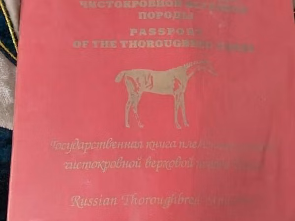Horse (M), Horses — Kazakhstan