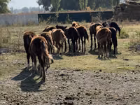 Cavallo, Cavalli — foto 3