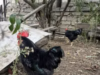 Chickens — تصویر 3