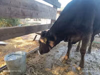 गाय, अलाताऊ नस्ल — फ़ोटो 2