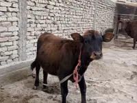 Cow, Cattle — photo 2