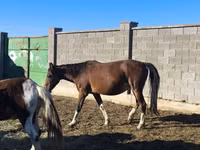 Mare, Horses — photo 2