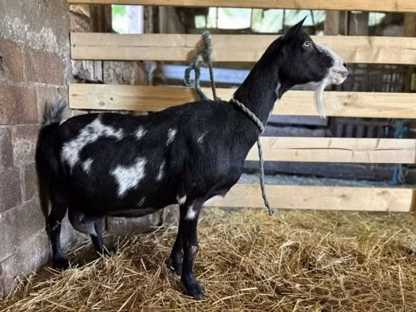 Goat, Goats — Hungary