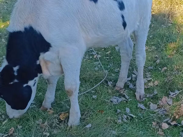 Cow, Russian Black pied cattle — Moldova