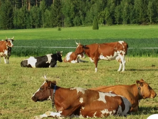 Tehén, Simmental cattle — Kazahsztán