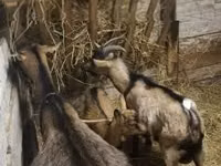 بز ماده, بز — عکس 2