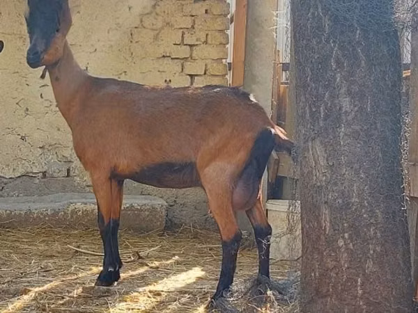 Ged, Alpine goat
