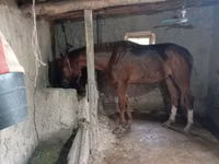 Жребец, Thoroughbred horse — снимка 2