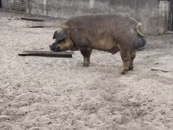 Boar, 