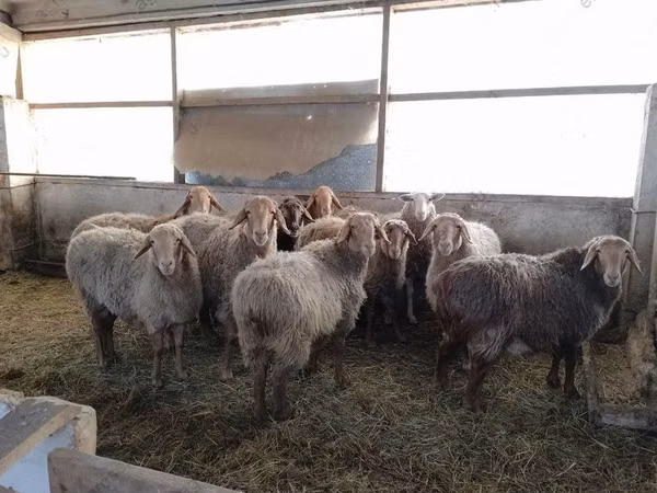 Sheep (batch, sex not specified), Sheep
