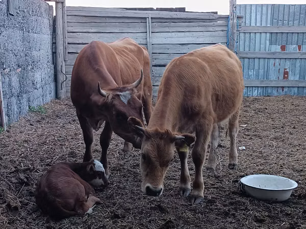 Cow, Simmental cattle — Kazakhstan
