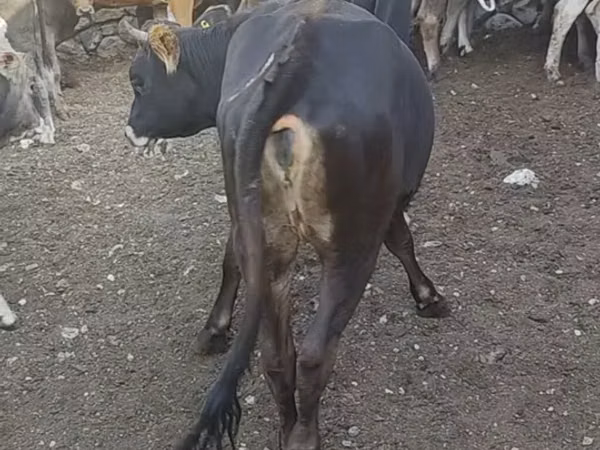 Cow, Jersey breed — Kyrgyzstan