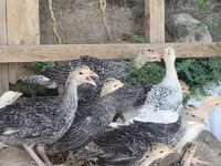 Turkeys — عکس 5