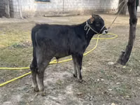 ወንድ በሬ, Swiss cattle — ፎቶ 2