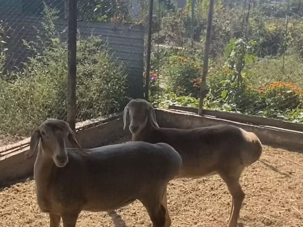 Ovan, Arashan sheep — Киргистан