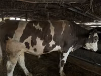 सांड, Swiss cattle — फ़ोटो 1