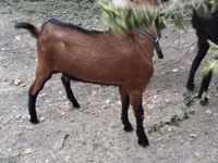 Goats (batch, sex not specified), Alpine goat — photo 2