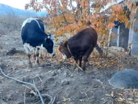 Cattle (batch, sex not specified), Simmental cattle — photo 3