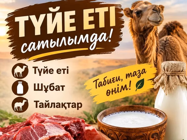 აქლემი (მდედრი), Kazakh Bactrian camel