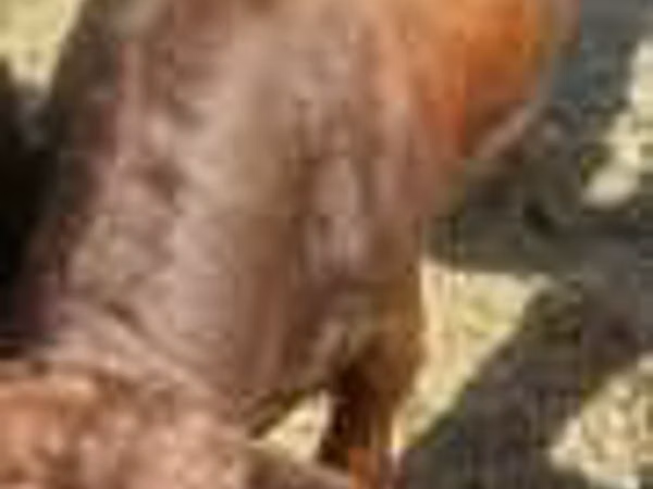 Cow, Cattle