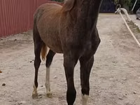 گھوڑا, Orlov Trotter — تصویر 2