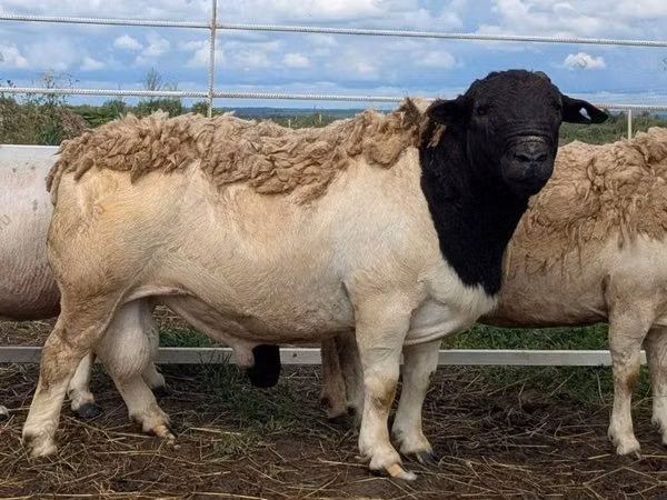 Kambing jantan, Dorper sheep