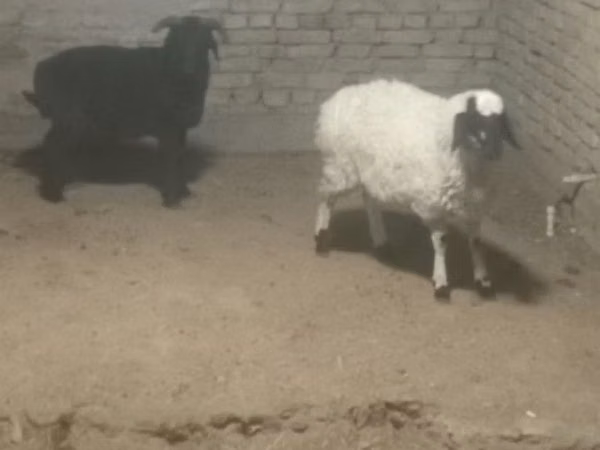 Sheep (batch, sex not specified), Sheep — Uzbekistan
