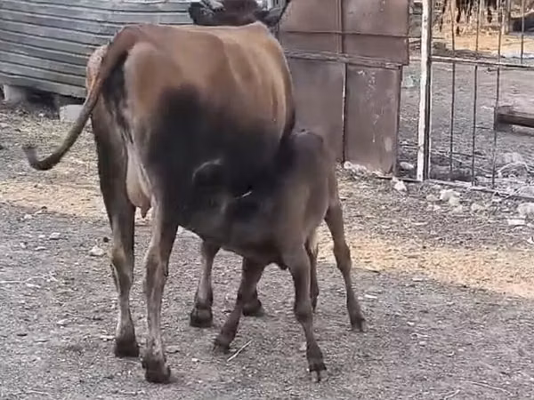 Camel Female, Camels